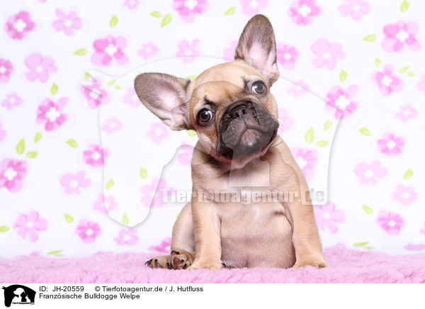 Franzsische Bulldogge Welpe / French Bulldog Puppy / JH-20559