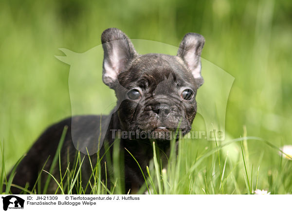 Franzsische Bulldogge Welpe / French Bulldog Puppy / JH-21309