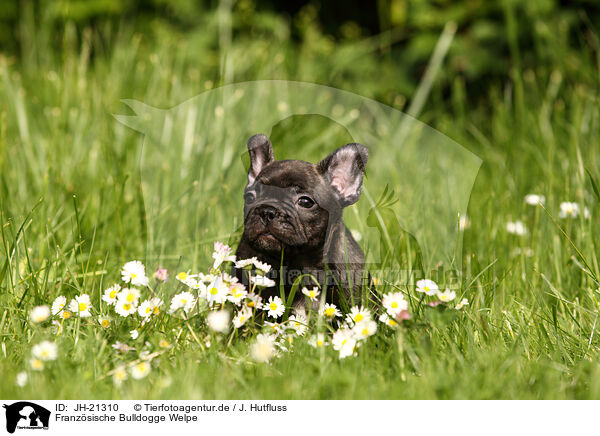 Franzsische Bulldogge Welpe / French Bulldog Puppy / JH-21310