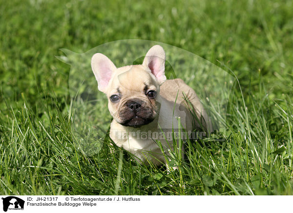 Franzsische Bulldogge Welpe / French Bulldog Puppy / JH-21317