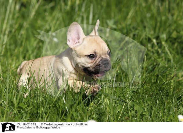 Franzsische Bulldogge Welpe / French Bulldog Puppy / JH-21319