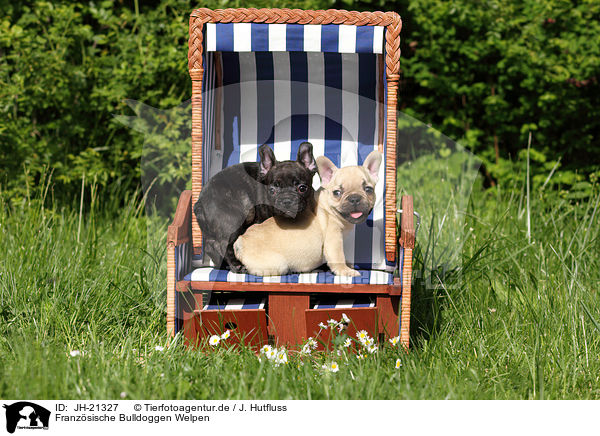 Franzsische Bulldoggen Welpen / French Bulldog Puppies / JH-21327