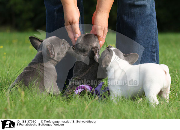 3 Franzsische Bulldogge Welpen / 3 French Bulldog Puppies / SS-37030