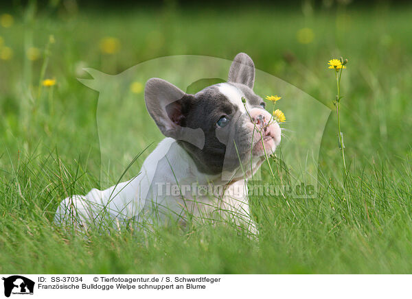 Franzsische Bulldogge Welpe schnuppert an Blume / snuffling French Bulldog Puppy / SS-37034