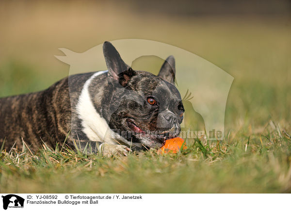 Franzsische Bulldogge mit Ball / French Bulldog with toy / YJ-08592
