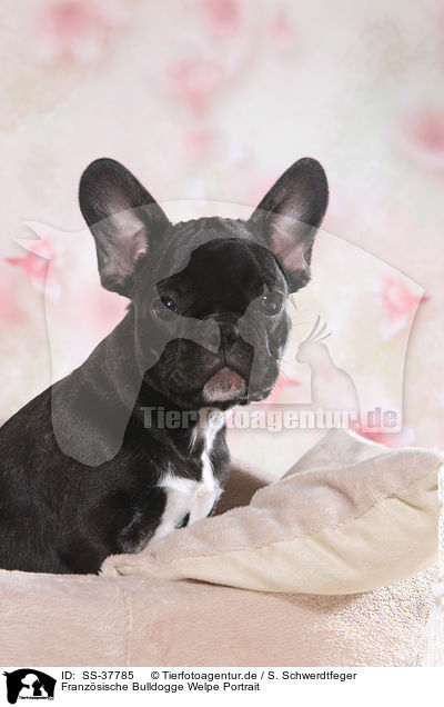 Franzsische Bulldogge Welpe Portrait / French Bulldog Puppy Portrait / SS-37785