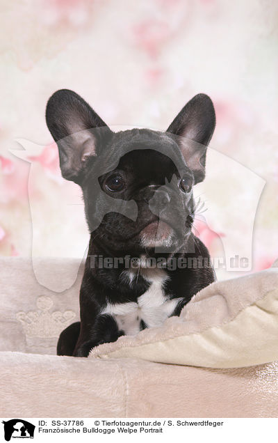 Franzsische Bulldogge Welpe Portrait / French Bulldog Puppy Portrait / SS-37786