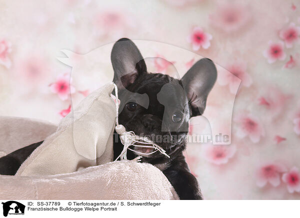 Franzsische Bulldogge Welpe Portrait / French Bulldog Puppy Portrait / SS-37789