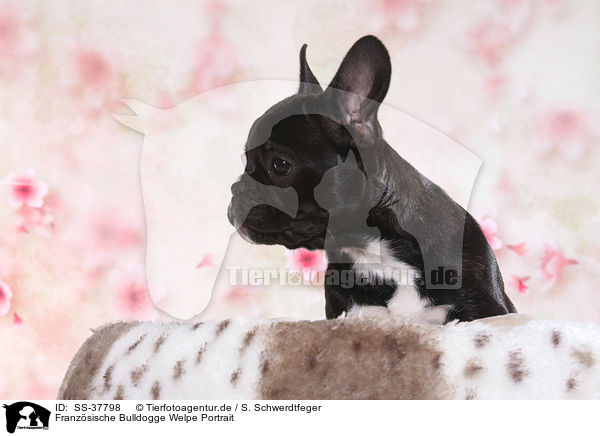 Franzsische Bulldogge Welpe Portrait / French Bulldog Puppy Portrait / SS-37798