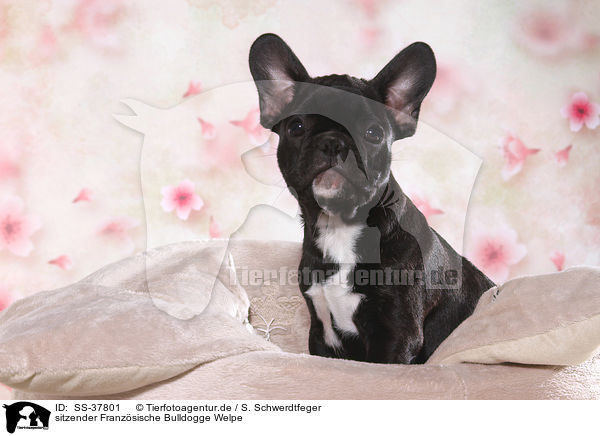 sitzender Franzsische Bulldogge Welpe / sitting French Bulldog Puppy / SS-37801
