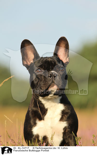 Franzsische Bulldogge Portrait / KL-14717