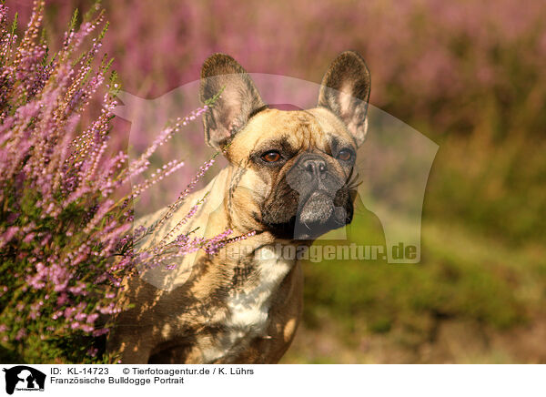 Franzsische Bulldogge Portrait / KL-14723