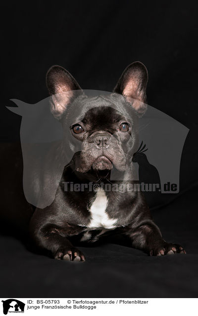 junge Franzsische Bulldogge / young French Bulldog / BS-05793