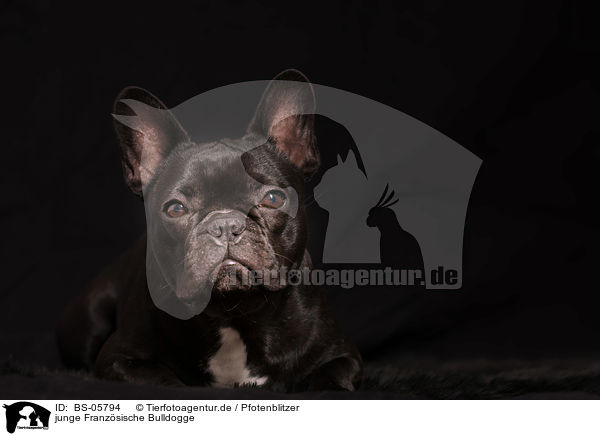 junge Franzsische Bulldogge / young French Bulldog / BS-05794