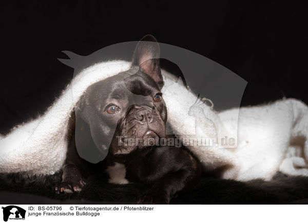 junge Franzsische Bulldogge / young French Bulldog / BS-05796