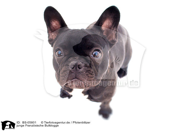 junge Franzsische Bulldogge / young French Bulldog / BS-05801