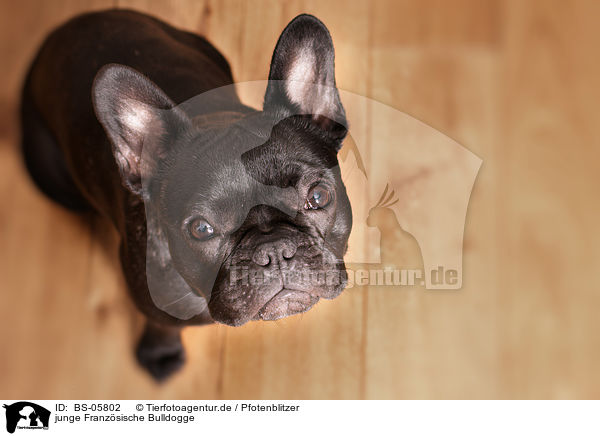 junge Franzsische Bulldogge / young French Bulldog / BS-05802