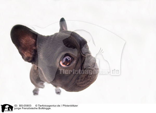 junge Franzsische Bulldogge / young French Bulldog / BS-05803