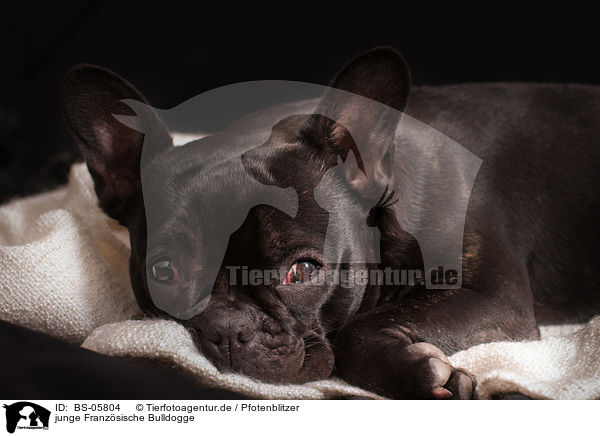 junge Franzsische Bulldogge / young French Bulldog / BS-05804
