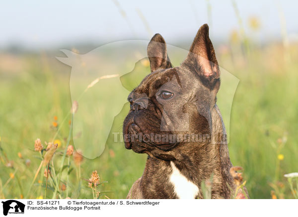 Franzsische Bulldogge Portrait / French Bulldog Portrait / SS-41271