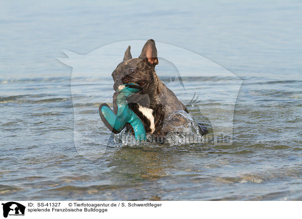 spielende Franzsische Bulldogge / playing French Bulldog / SS-41327