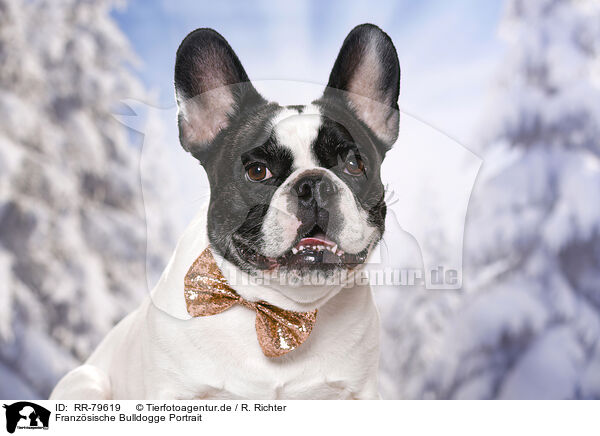 Franzsische Bulldogge Portrait / RR-79619