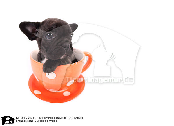 Franzsische Bulldogge Welpe / French Bulldog Puppy / JH-22575
