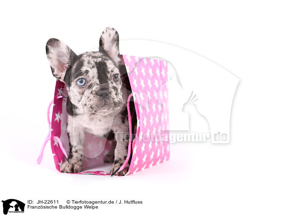 Franzsische Bulldogge Welpe / French Bulldog Puppy / JH-22611