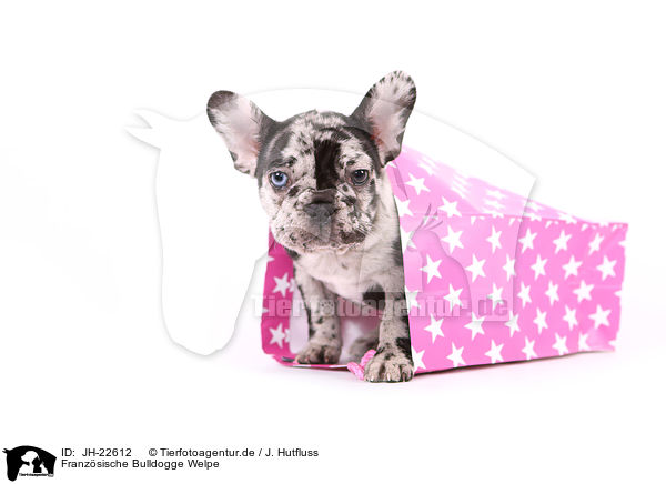 Franzsische Bulldogge Welpe / French Bulldog Puppy / JH-22612