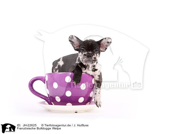 Franzsische Bulldogge Welpe / French Bulldog Puppy / JH-22625