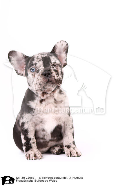 Franzsische Bulldogge Welpe / French Bulldog Puppy / JH-22663