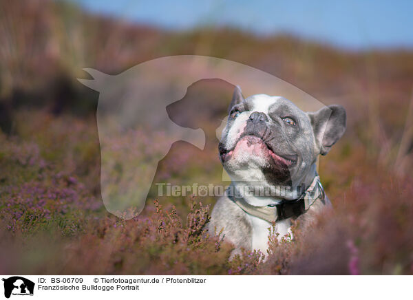 Franzsische Bulldogge Portrait / French Bulldog Portrait / BS-06709