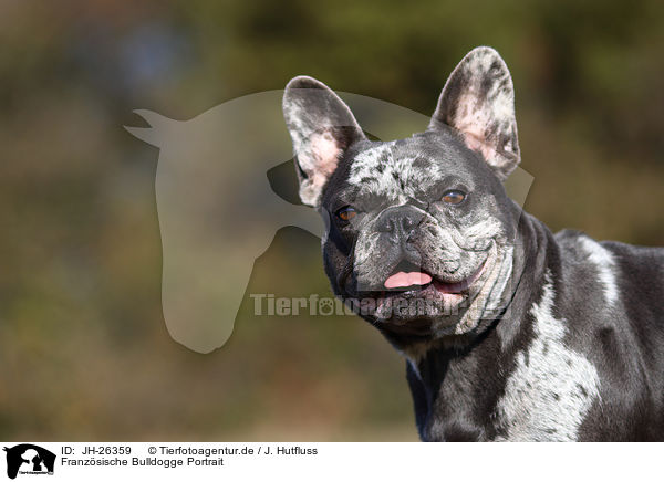 Franzsische Bulldogge Portrait / French Bulldog Portrait / JH-26359