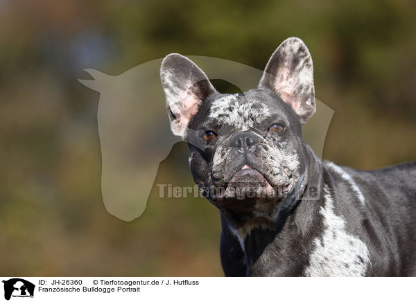 Franzsische Bulldogge Portrait / French Bulldog Portrait / JH-26360