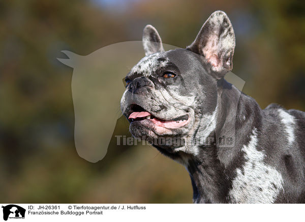 Franzsische Bulldogge Portrait / French Bulldog Portrait / JH-26361