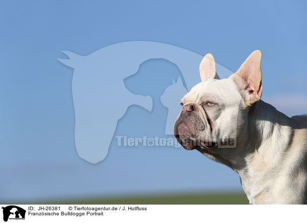 Franzsische Bulldogge Portrait / French Bulldog Portrait / JH-26381