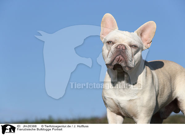 Franzsische Bulldogge Portrait / French Bulldog Portrait / JH-26388