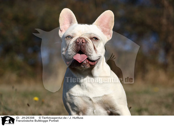 Franzsische Bulldogge Portrait / French Bulldog Portrait / JH-26398