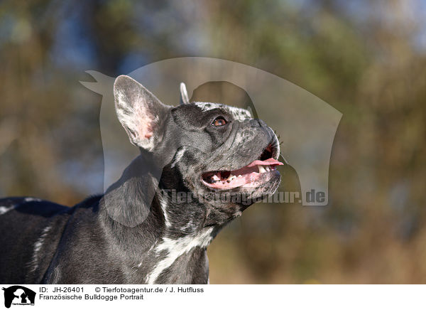 Franzsische Bulldogge Portrait / French Bulldog Portrait / JH-26401