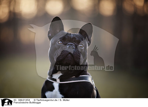 Franzsische Bulldogge / French Bulldog / SM-01454