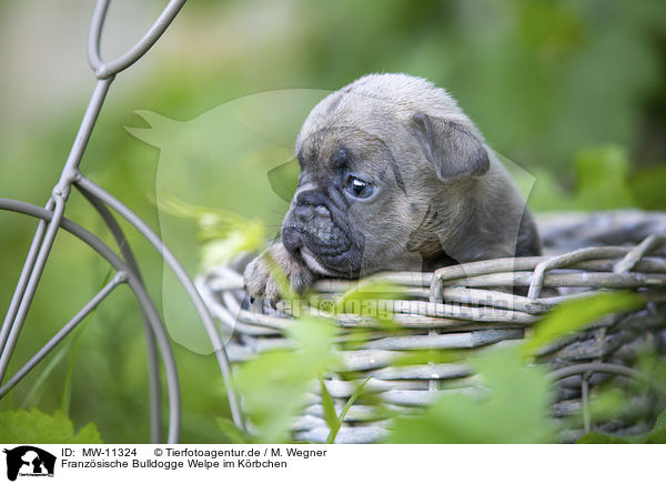 Franzsische Bulldogge Welpe im Krbchen / French bulldog puppy in a basket / MW-11324