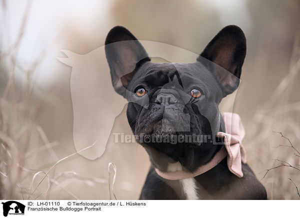 Franzsische Bulldogge Portrait / French Bulldog Portrait / LH-01110