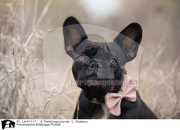 Franzsische Bulldogge Portrait / French Bulldog Portrait / LH-01111