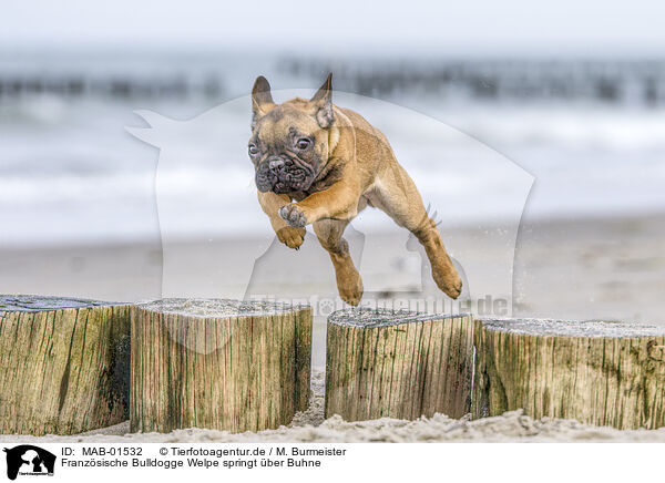 Franzsische Bulldogge Welpe springt ber Buhne / French bulldog puppy jumps over groyn / MAB-01532