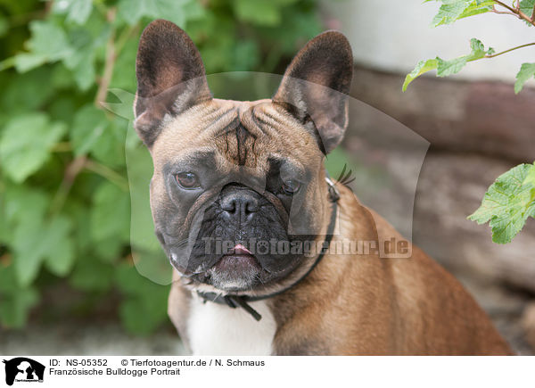 Franzsische Bulldogge Portrait / French Bulldog Portrait / NS-05352