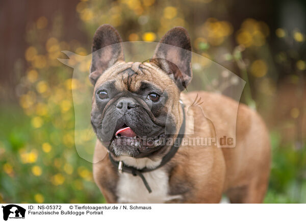 Franzsische Bulldogge Portrait / French Bulldog Portrait / NS-05372