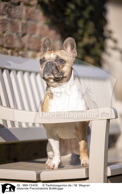 sitzende Franzsische Bulldogge / sitting French Bulldog / MW-15458