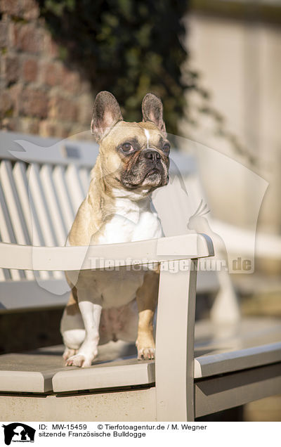 sitzende Franzsische Bulldogge / sitting French Bulldog / MW-15459