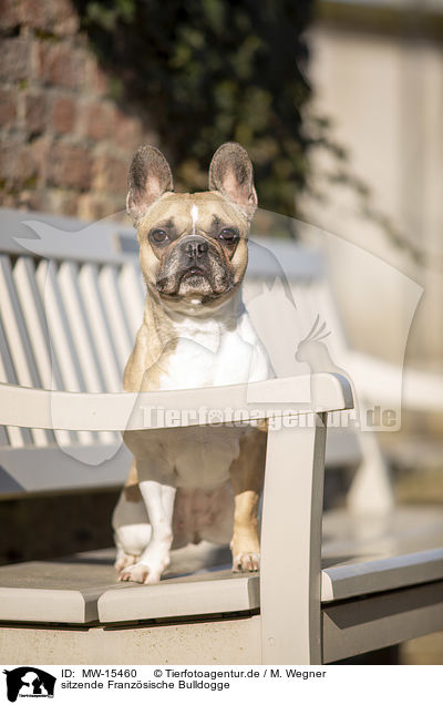 sitzende Franzsische Bulldogge / sitting French Bulldog / MW-15460