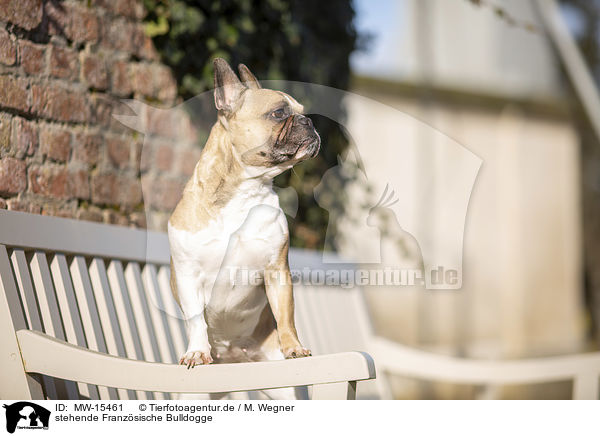 stehende Franzsische Bulldogge / standing French Bulldog / MW-15461